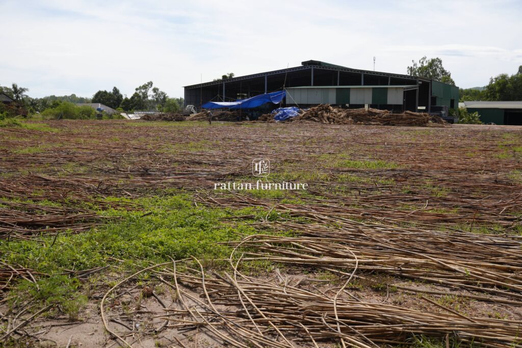 Rattan factory