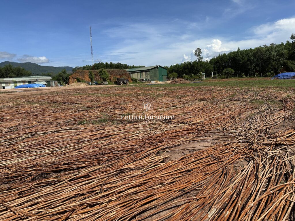 Rattan factory